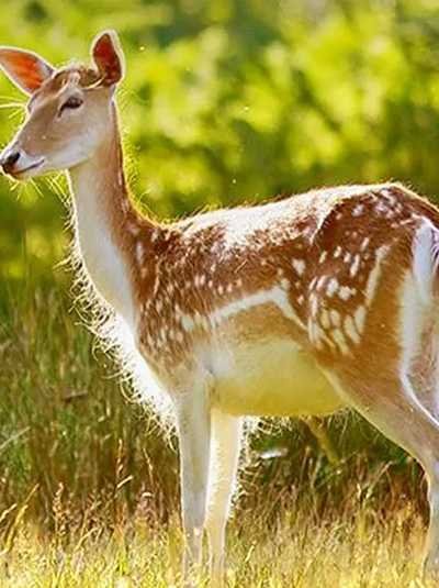 tirupati car rental package from chennai