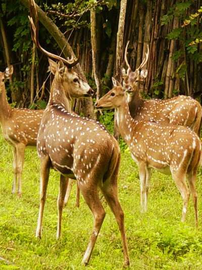 taxi car rental for tirupati from chennai