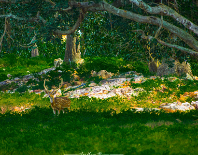 Tirupati darshan one day car package from Chennai