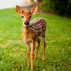 one day tirumala package from Chennai