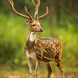 chennai to tirupati one day package by car