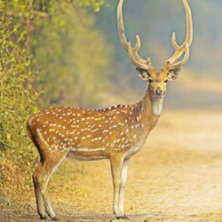 chennai to tirupati package one day