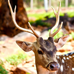 one day tirupati package from Chennai