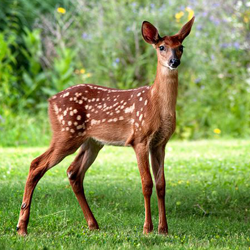 tirupati one day package from chennai